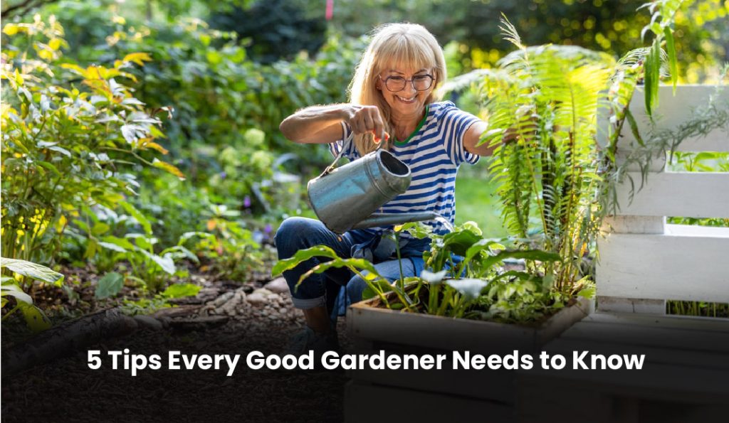 Essential gardening tips for maintaining a healthy, thriving garden.