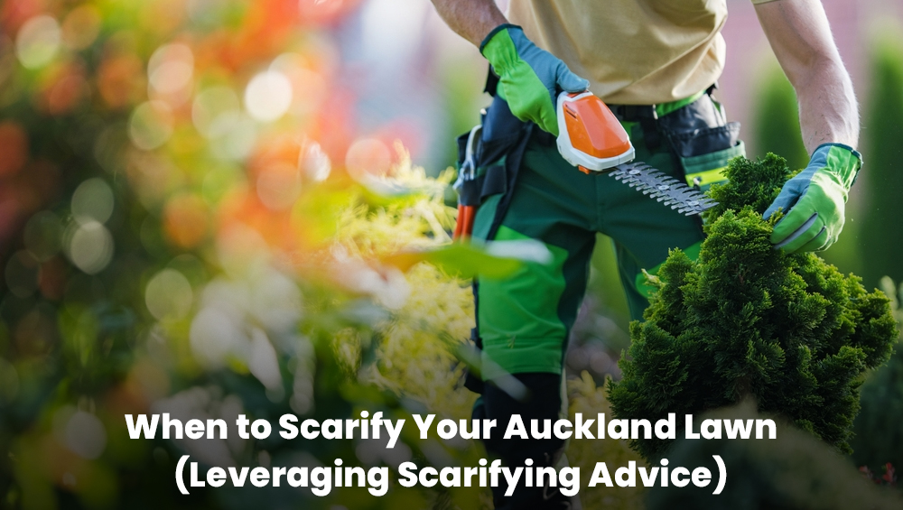 A healthy Auckland lawn after seasonal scarifying, showing vibrant green grass and reduced thatch buildup