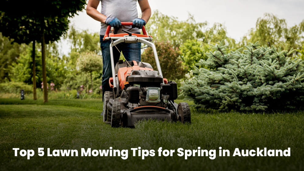 Freshly mowed lush green lawn in Auckland during spring