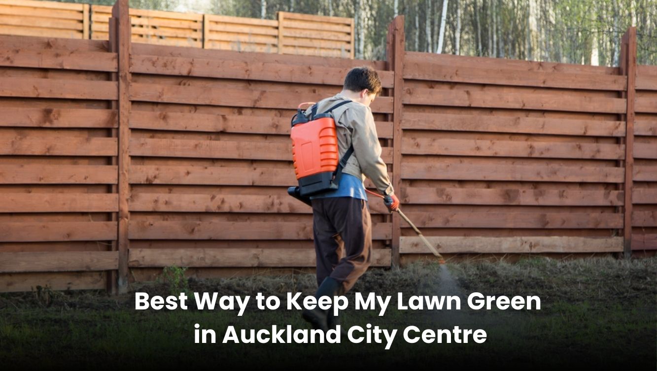 Green, well-maintained lawn in an urban Auckland backyard with sunlight and healthy grass