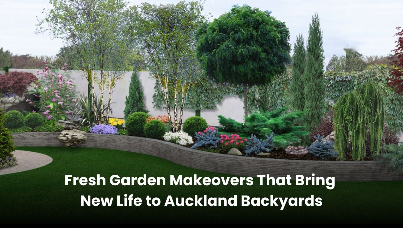 Freshly renovated garden with lush greenery and modern landscaping in an Auckland backyard.