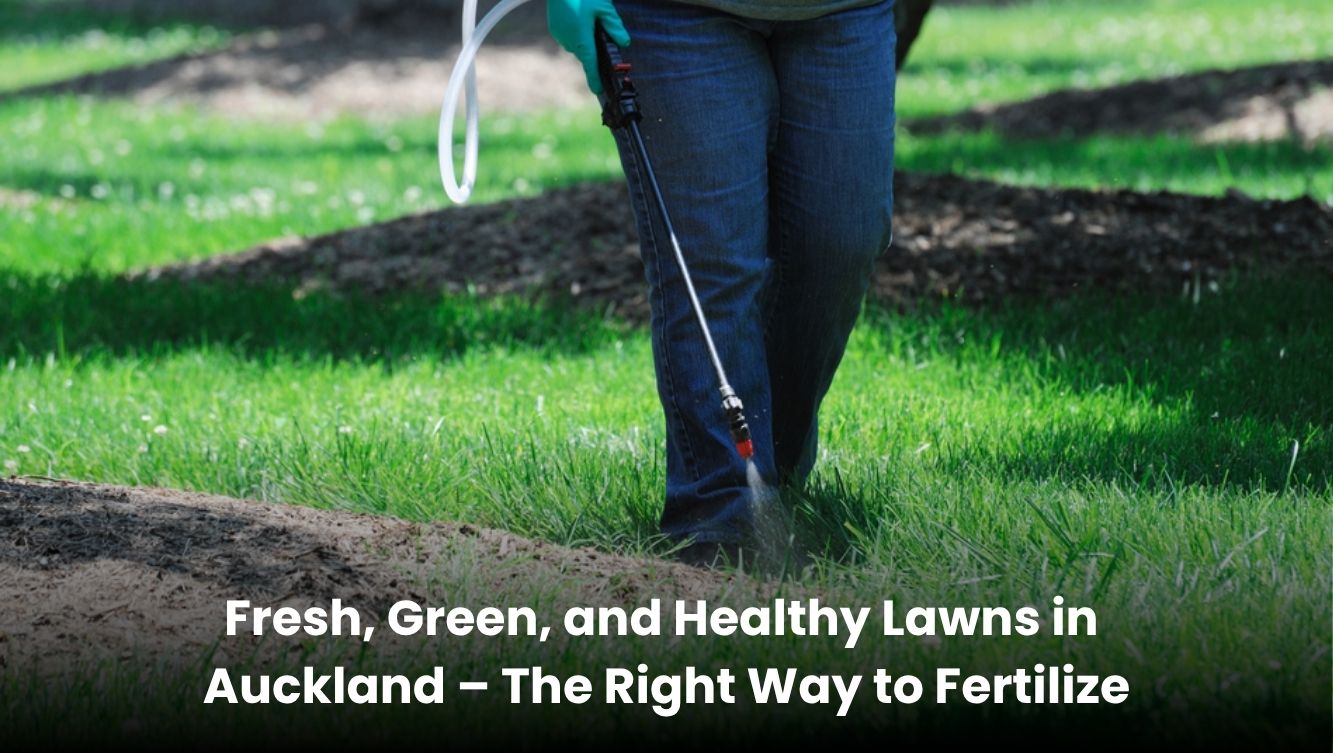 Fresh and green lawn in Auckland after proper fertilization