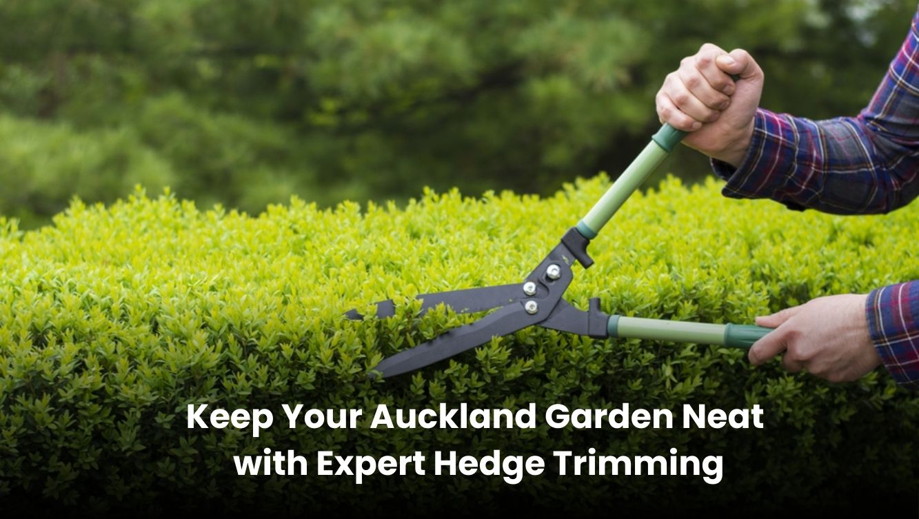 Expert hedge trimming services in Auckland for a neat and tidy garden.
