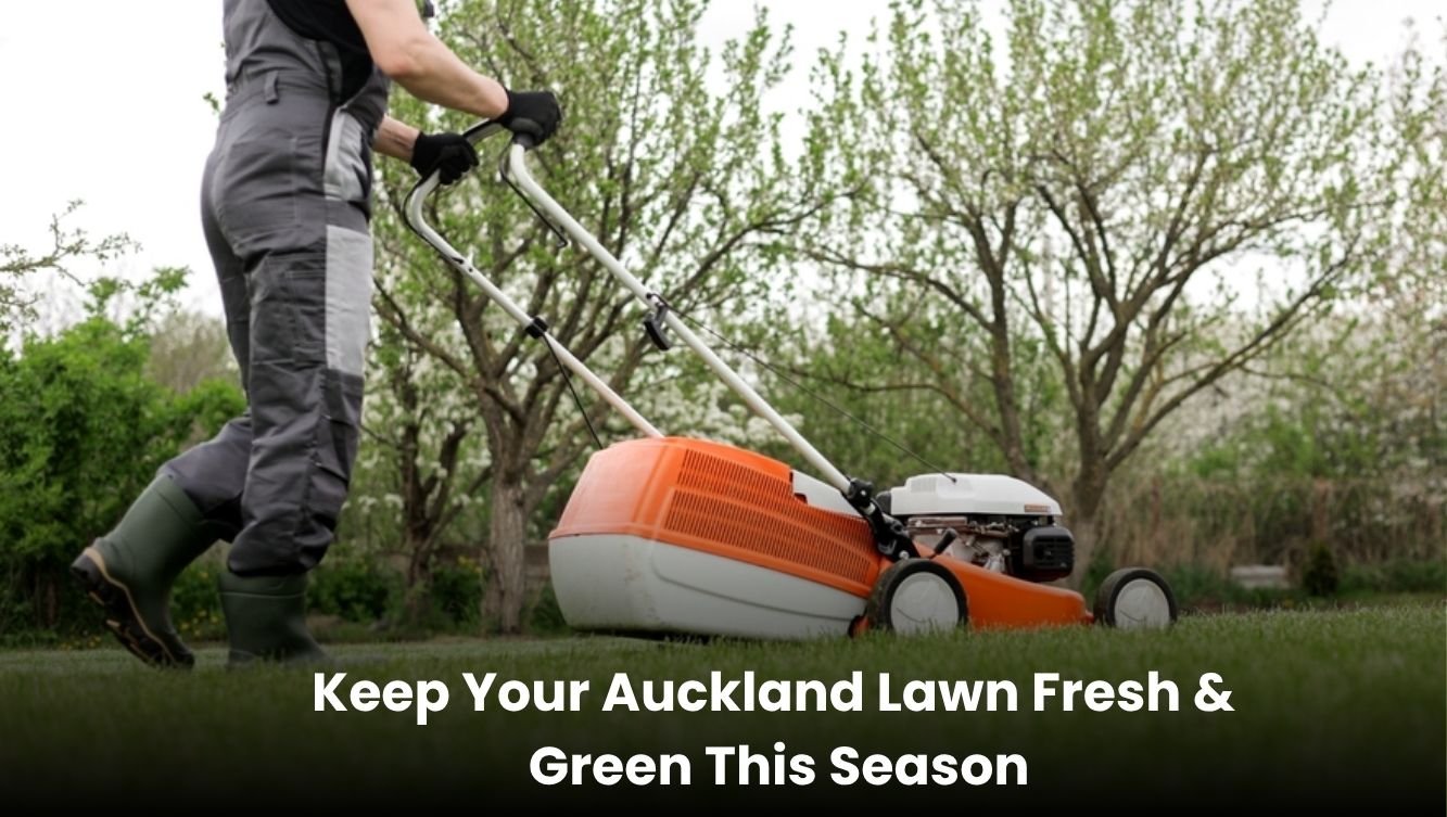 Fresh and well-maintained lawn in Auckland during the season