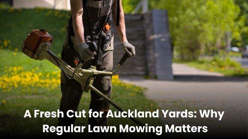Lawn mower cutting fresh green grass in an Auckland backyard