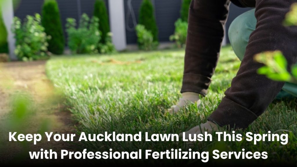 Professional fertilizing service for a lush green lawn in Auckland