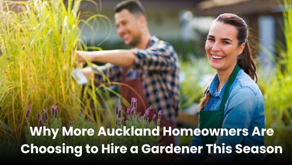 Professional gardener working on a residential lawn in Auckland