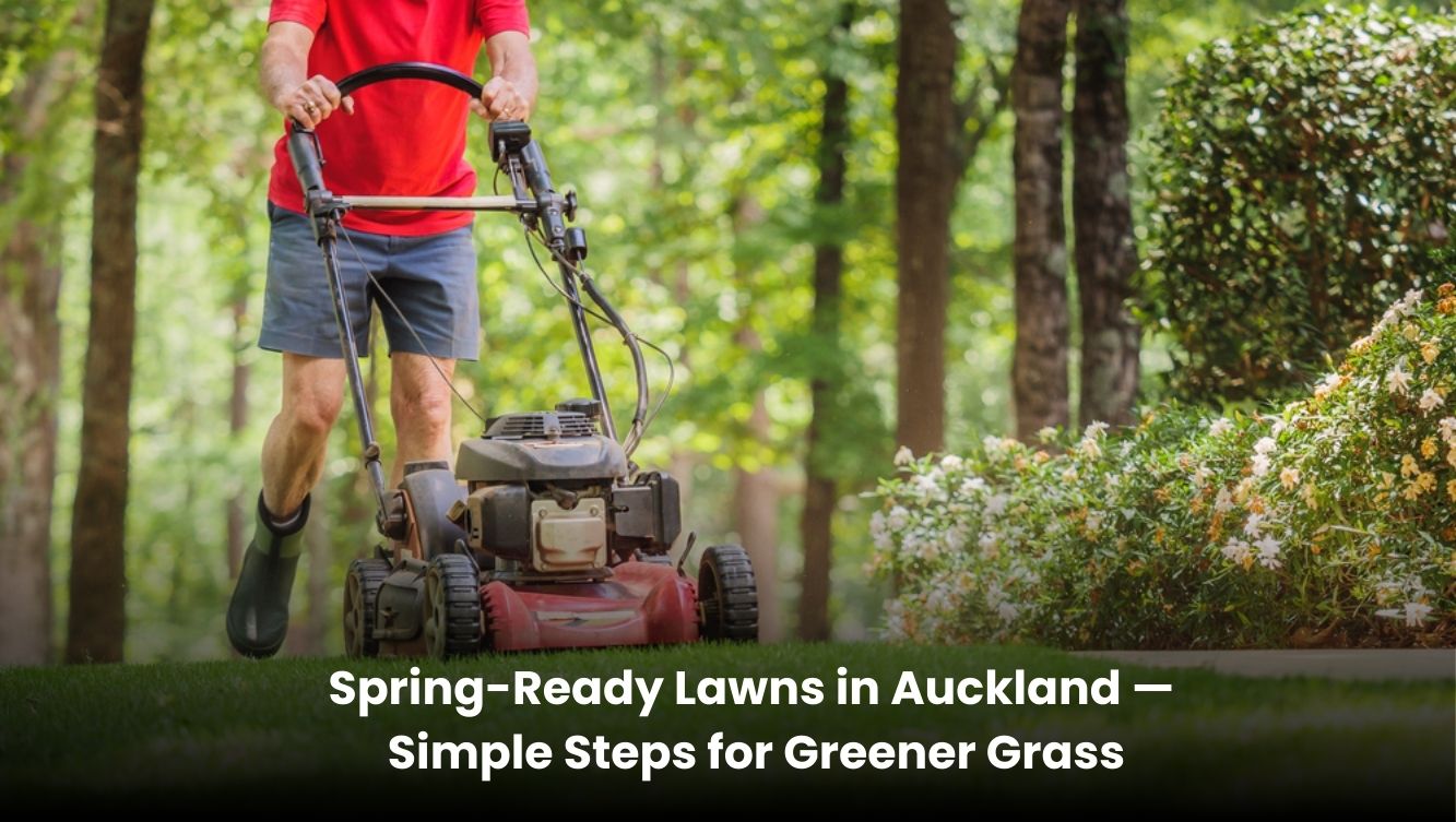 Fresh green lawn in Auckland during spring with bright, healthy grass.