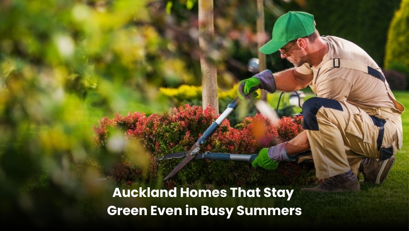Green and healthy lawn at an Auckland home during the summer season