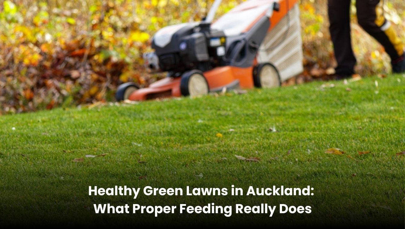 Healthy green lawn in Auckland after proper feeding and lawn care