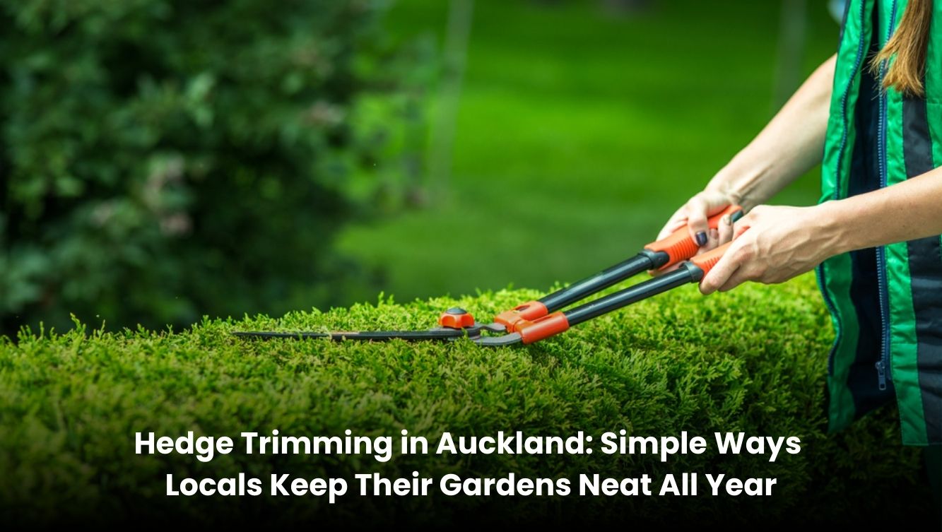 Hedge trimming in an Auckland garden to keep plants neat and well shaped all year