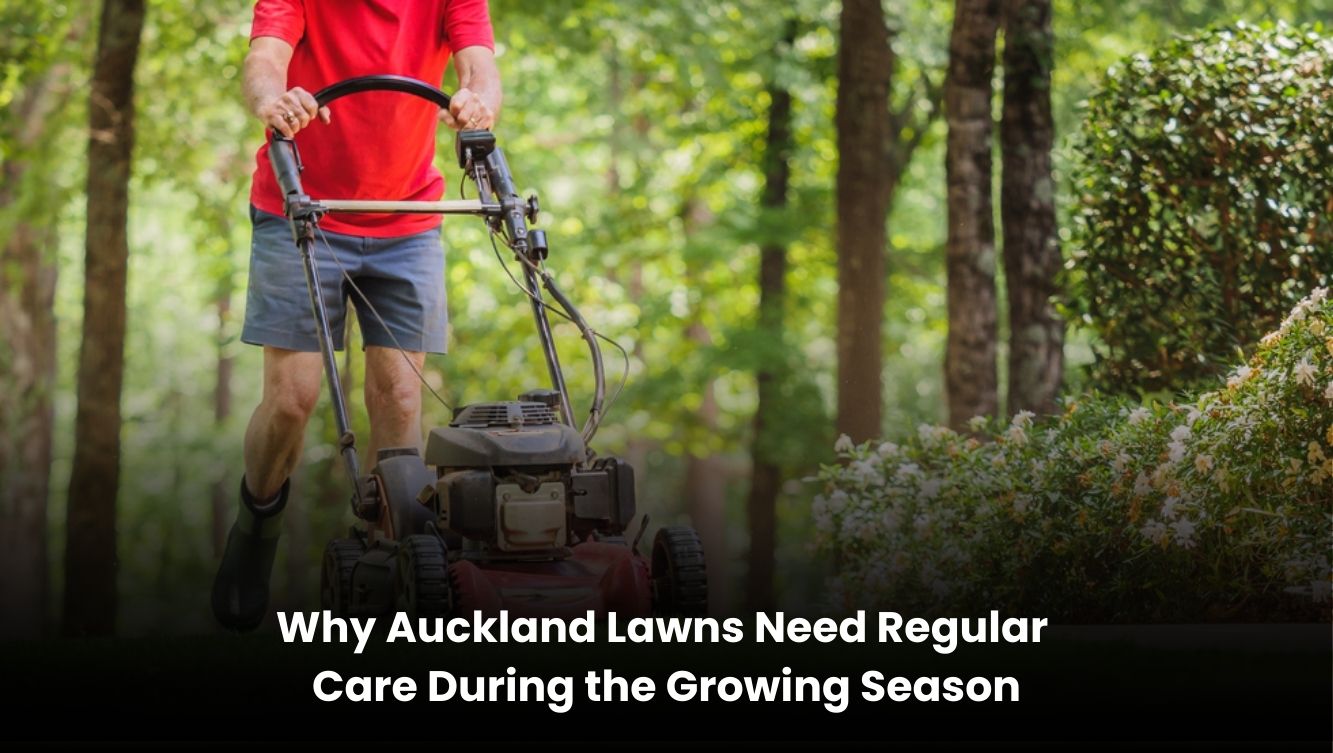 Healthy green lawn in Auckland maintained with regular care during the growing season