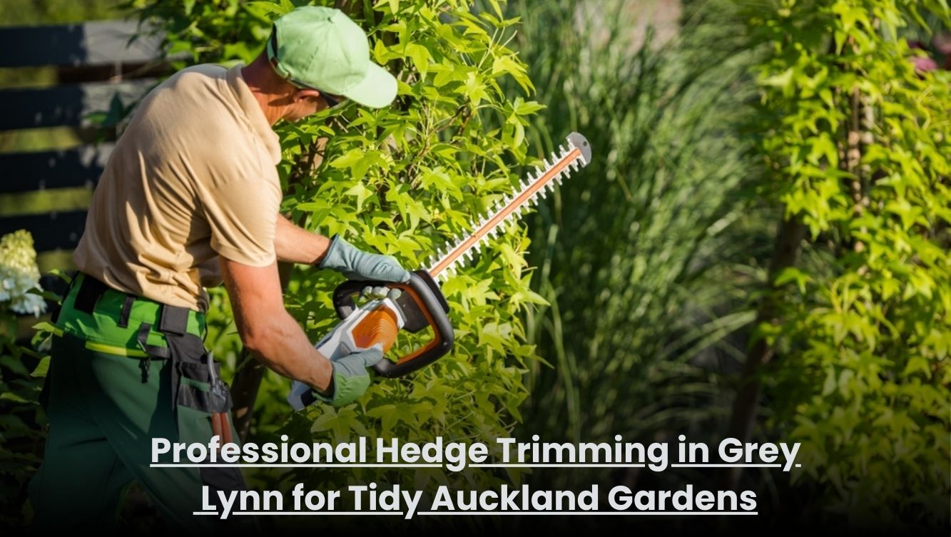 Professional hedge trimming service shaping hedges in a Grey Lynn Auckland garden