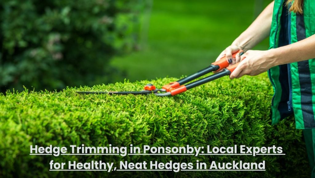 Professional hedge trimming service in Ponsonby Auckland shaping healthy green hedges