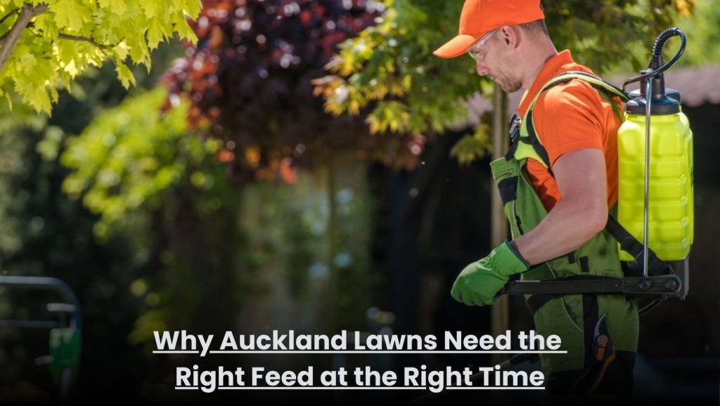Green healthy lawn in Auckland being fertilized at the right time for better growth