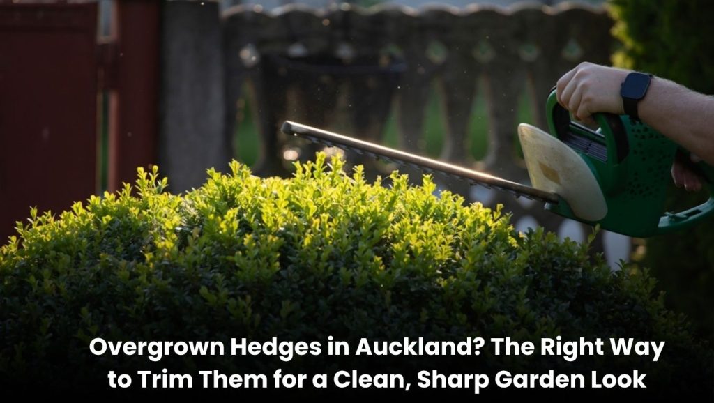 Professional trimming of overgrown hedges in an Auckland garden for a clean and neat look