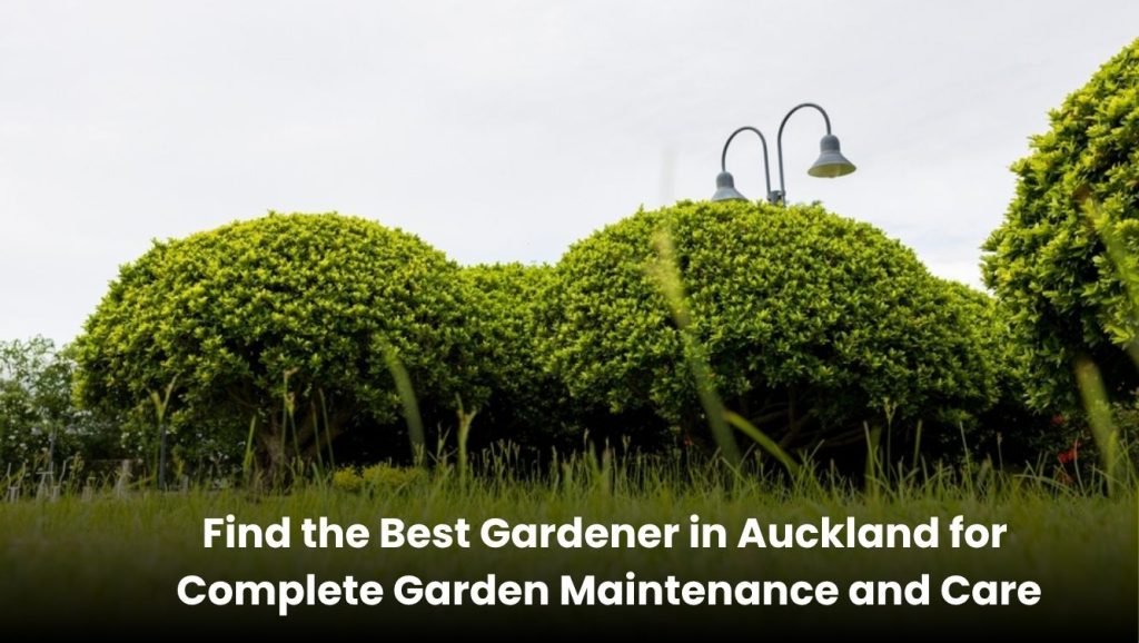 Find the Best Gardener in Auckland for Complete Garden Maintenance and Care