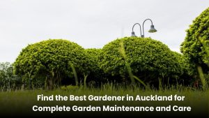 Professional gardener in Auckland providing lawn mowing, pruning, and full garden maintenance services