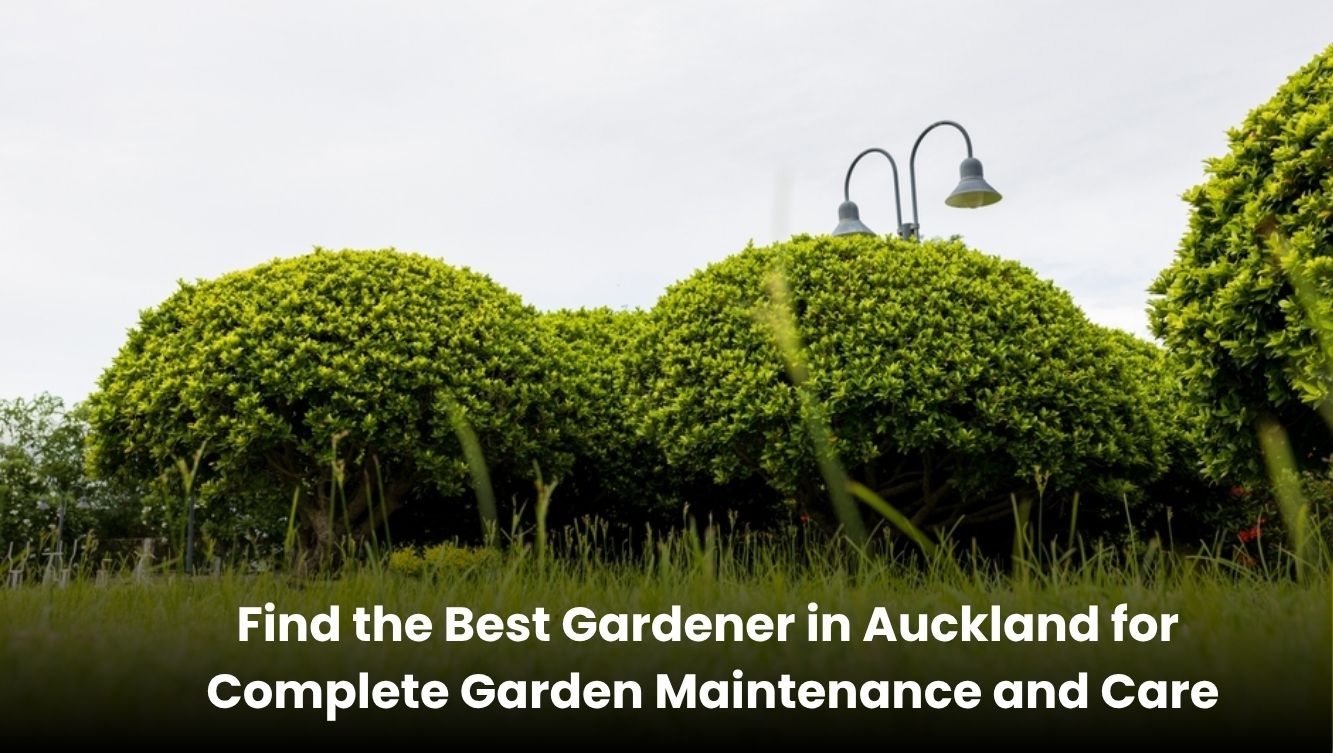 Professional gardener in Auckland providing lawn mowing, pruning, and full garden maintenance services