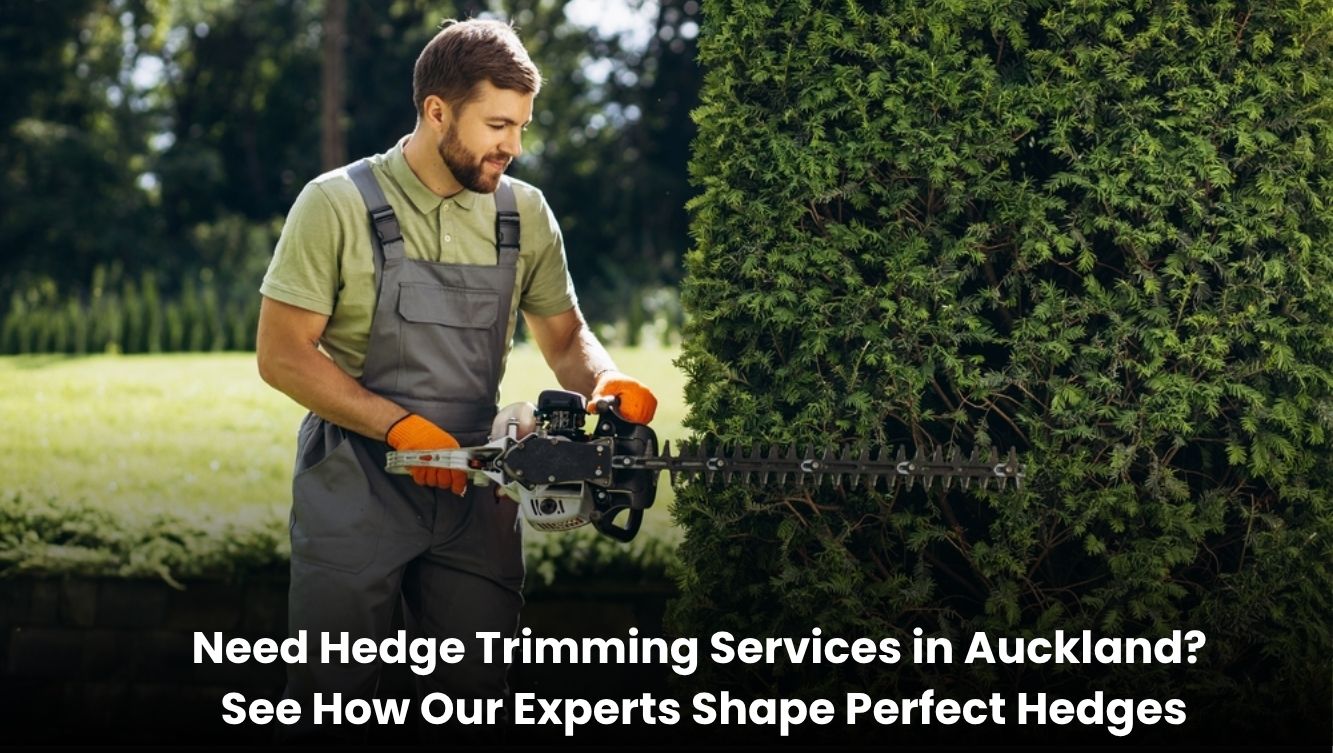 Professional hedge trimming service in Auckland shaping hedges neatly for a clean garden look