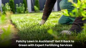 Patchy lawn before and after fertilizing service in Auckland showing green healthy grass transformation