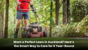 Green healthy lawn in Auckland with neat grass and perfect maintenance year round
