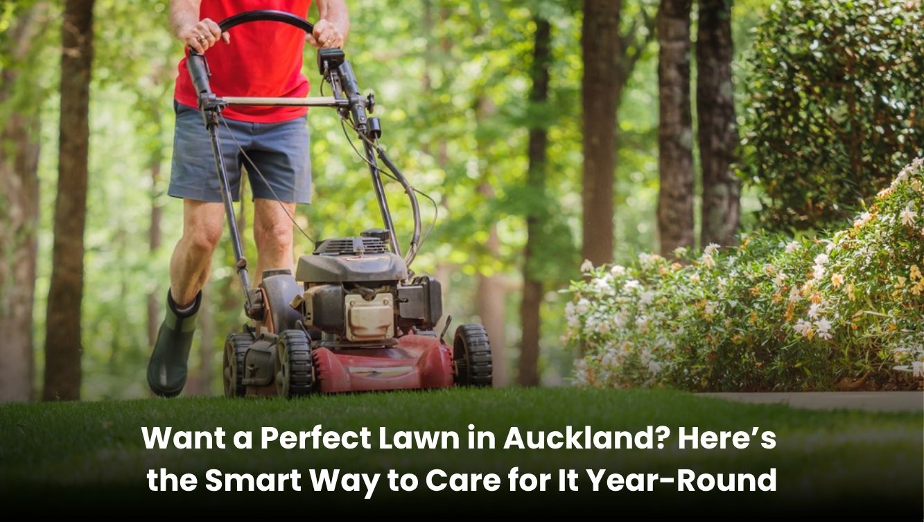 Green healthy lawn in Auckland with neat grass and perfect maintenance year round