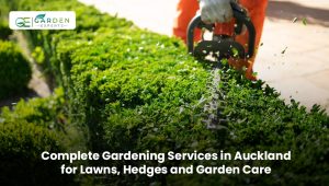 Professional garden experts maintaining a lawn, trimming hedges, and caring for a garden in Auckland.