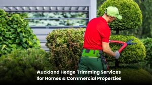 Professional hedge trimming service
