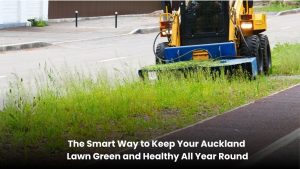 Healthy green lawn in Auckland with professional lawn care maintenance