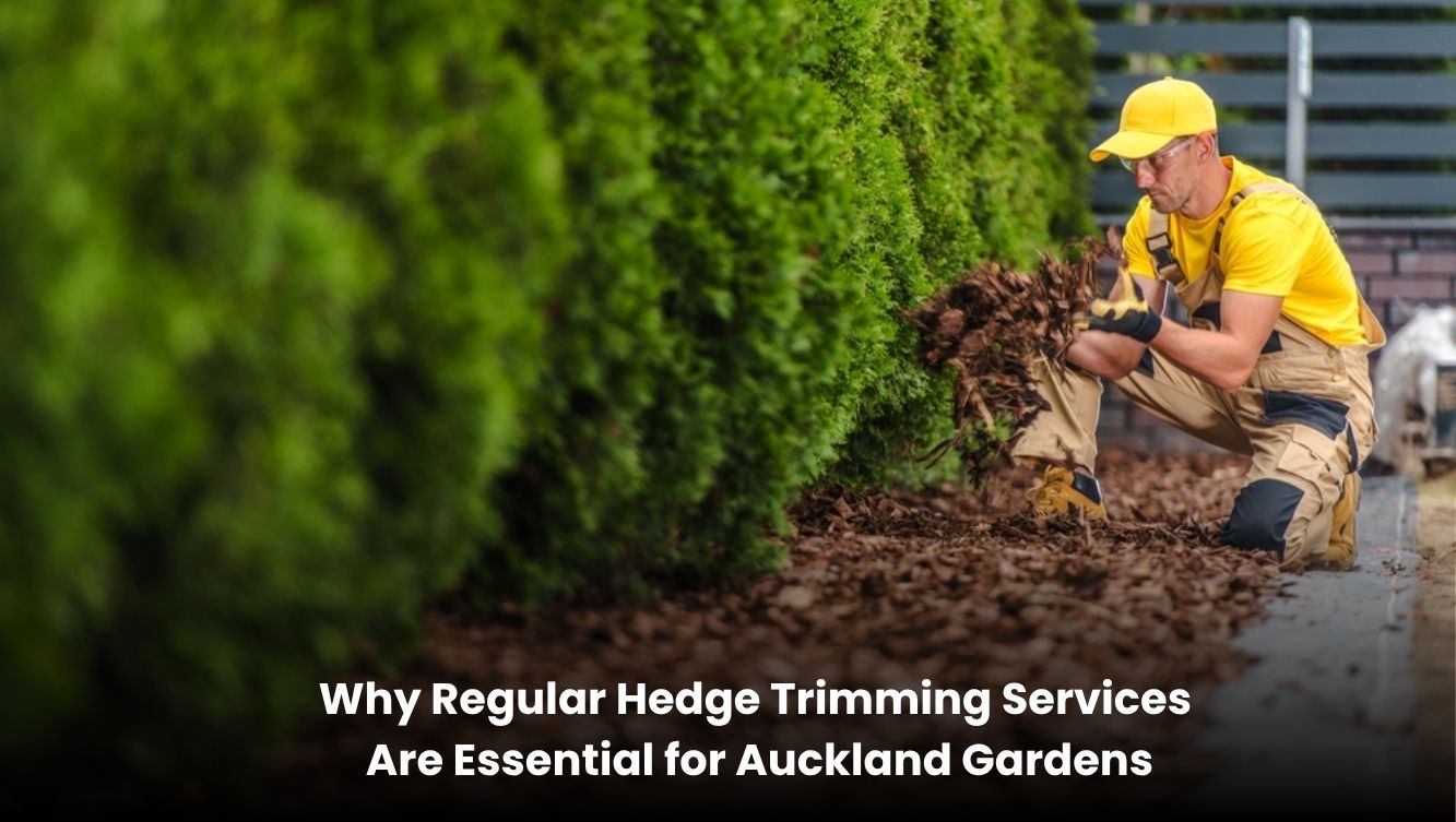 Professional gardener trimming a lush green hedge in a well-maintained Auckland residential garden.