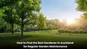 Professional gardener providing regular garden maintenance in Auckland