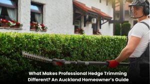Professional hedge trimming and shaping service in Auckland