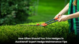 Professional hedge trimming and maintenance in an Auckland garden