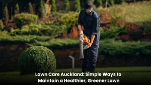 Healthy green lawn maintained with professional lawn care in Auckland