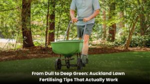 Auckland lawn fertilising tips for achieving a healthy deep green lawn