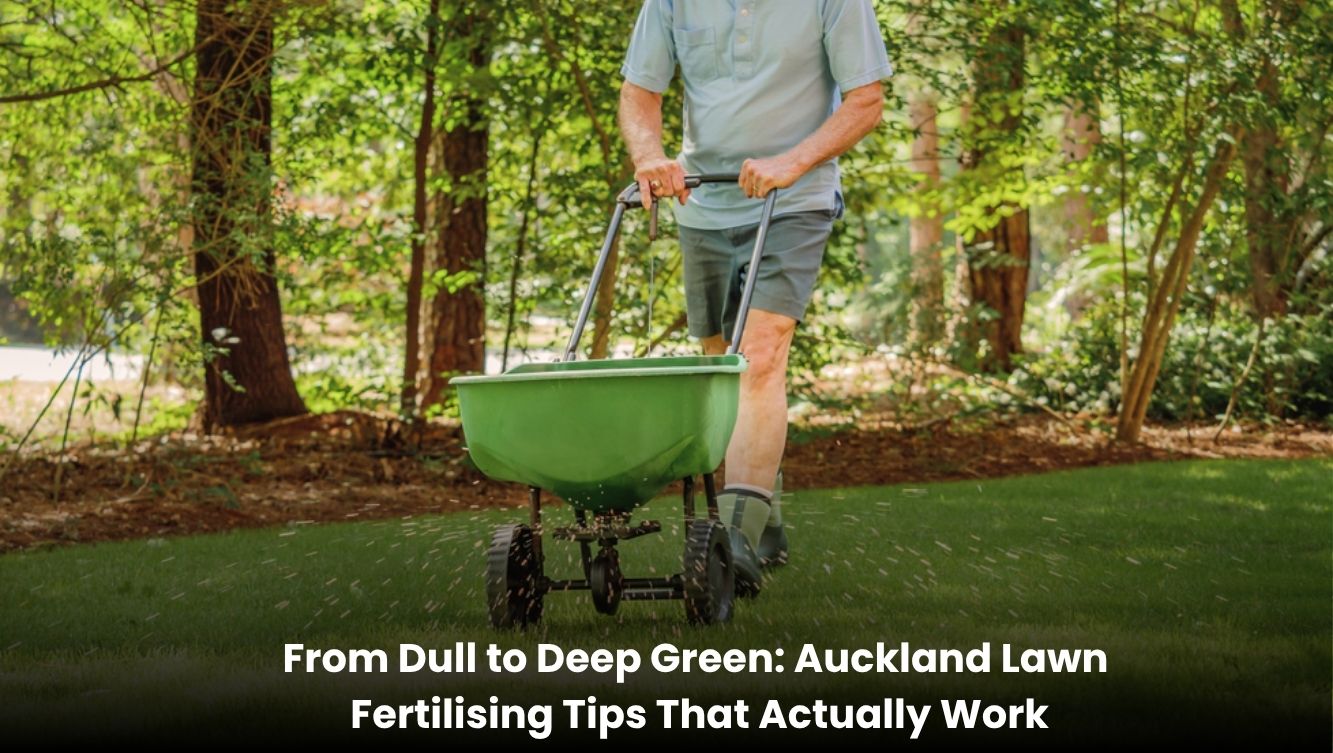 Auckland lawn fertilising tips for achieving a healthy deep green lawn